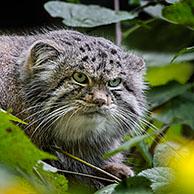 Pallas's cat / manul (Otocolobus manul) wild cat native to the Caucasus, Central Asia, Mongolia and the Tibetan Plateau